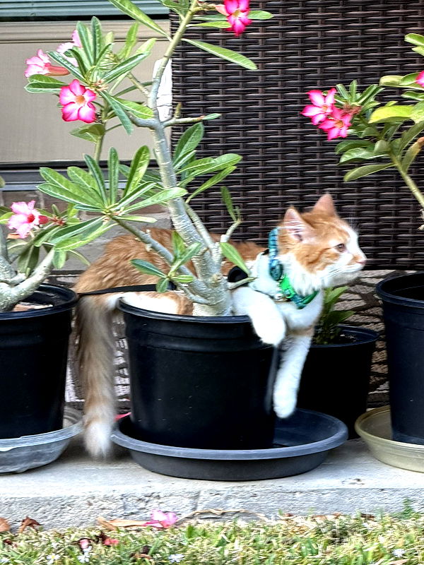 mbeeco image ~ Altpins