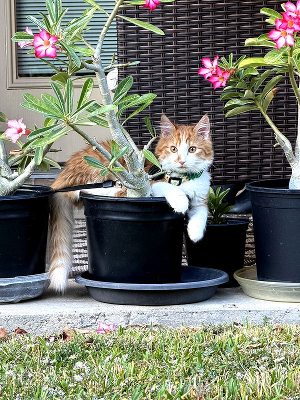 mbeeco image ~ Altpins