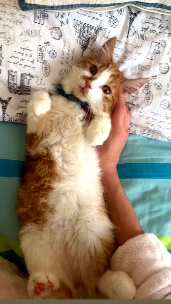 mbeeco image ~ Altpins