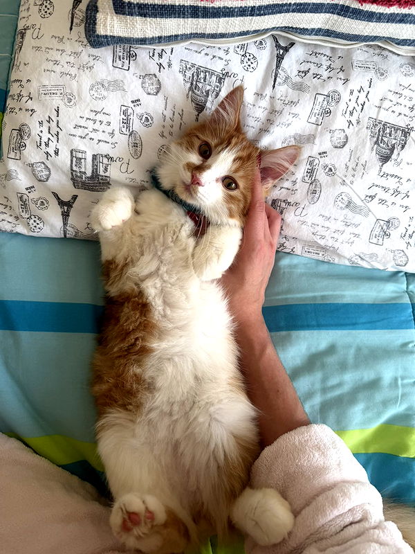 mbeeco image ~ Altpins