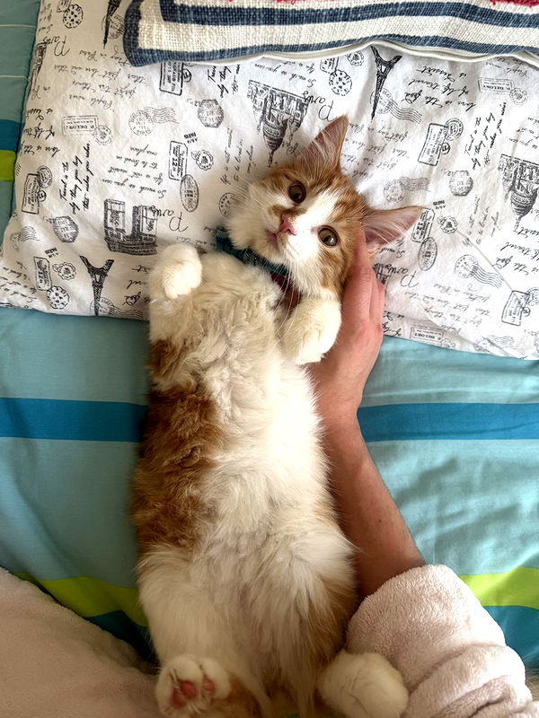 mbeeco image ~ Altpins