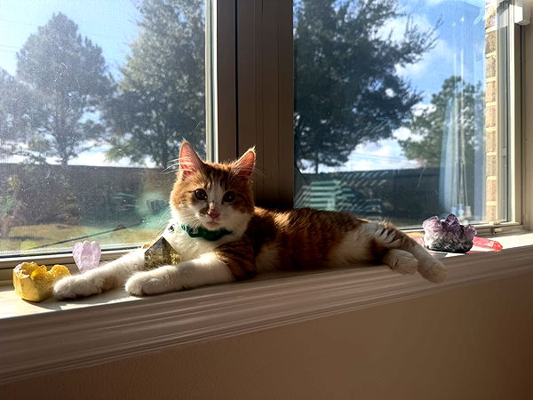 mbeeco image ~ Altpins