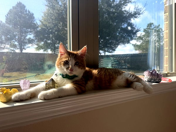 mbeeco image ~ Altpins