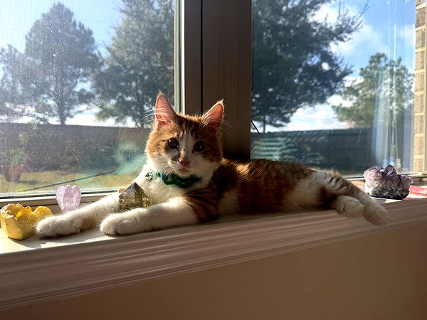 mbeeco image ~ Altpins