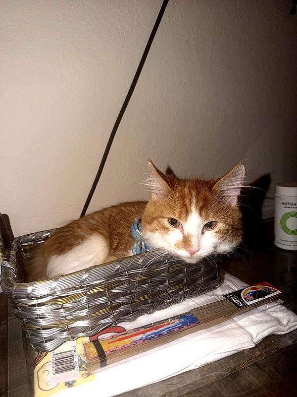 mbeeco image ~ Altpins