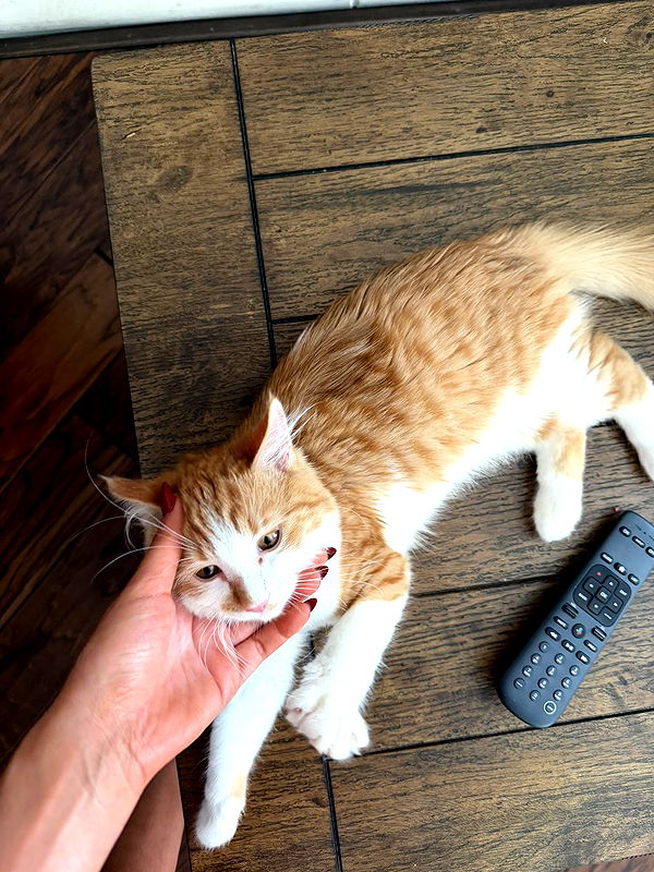 mbeeco image ~ Altpins