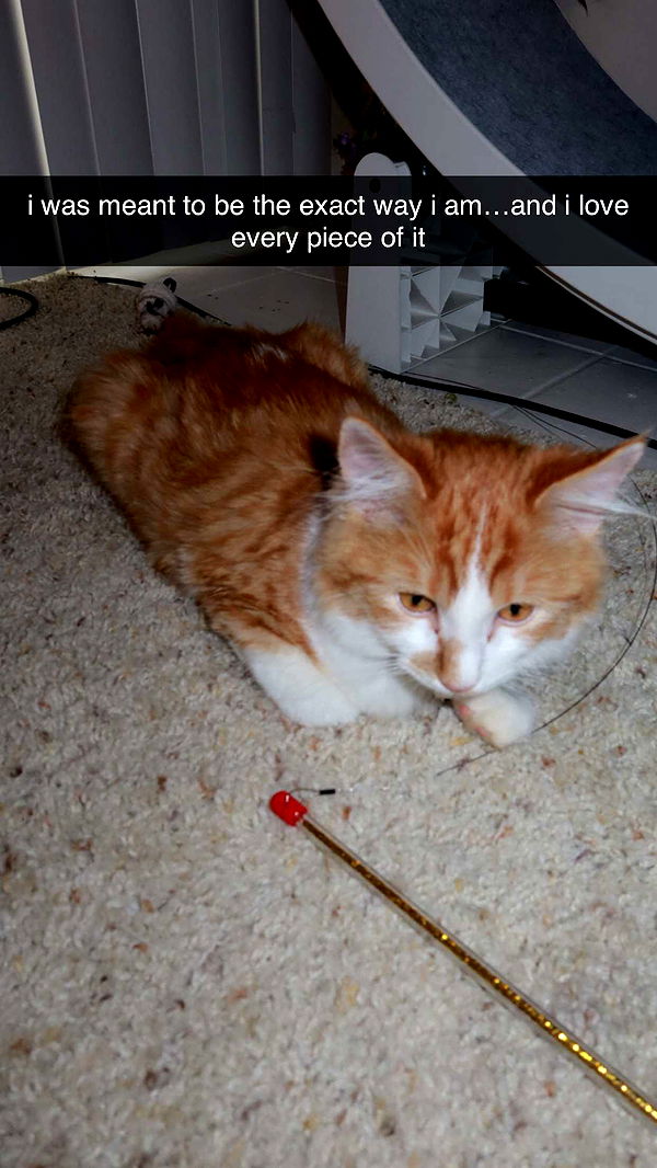 mbeeco image ~ Altpins