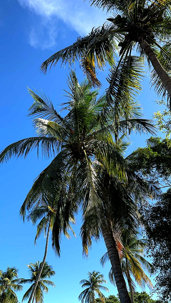 mbuccola97 image ~ Altpins