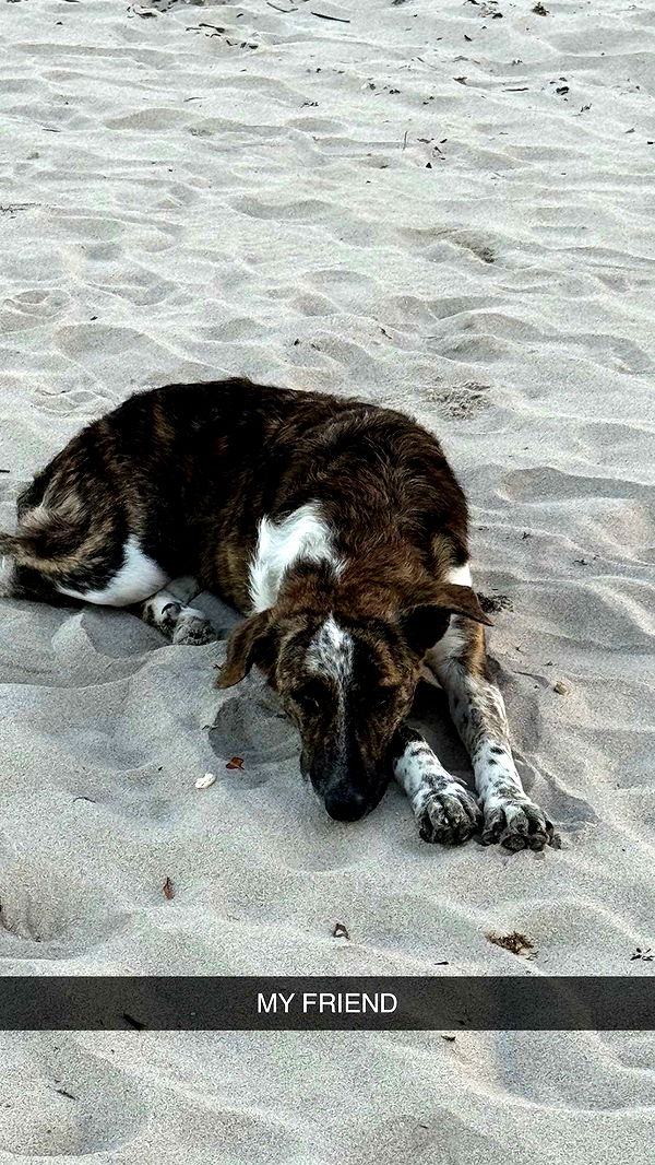 mbuccola97 image ~ Altpins