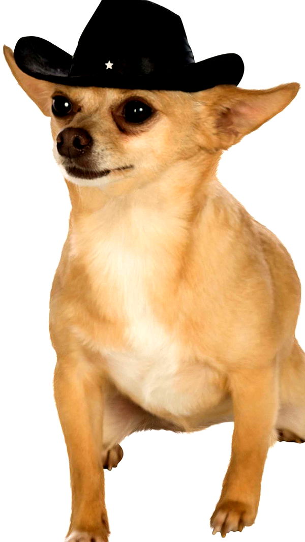 mbuccola97 image ~ Altpins