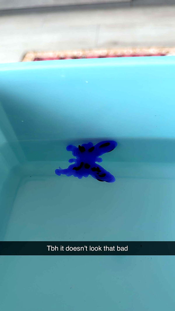 mbuccola97 image ~ Altpins