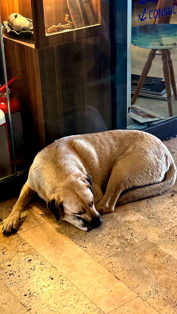 mbuccola97 image ~ Altpins