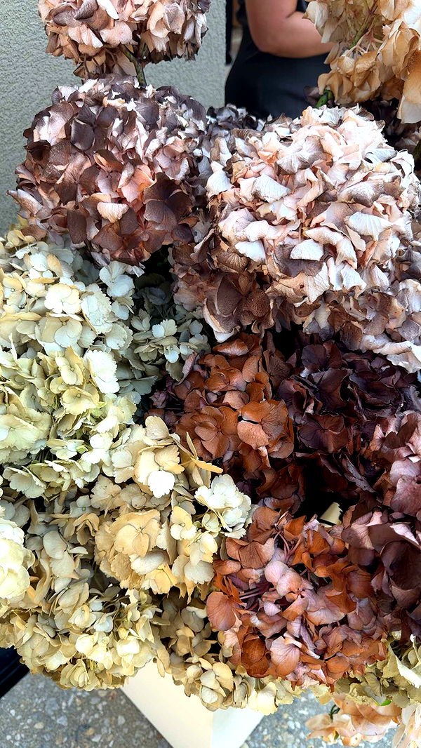 mbuccola97 image ~ Altpins