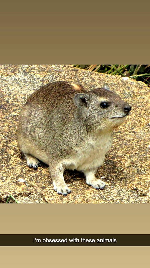 mbuccola97 image ~ Altpins