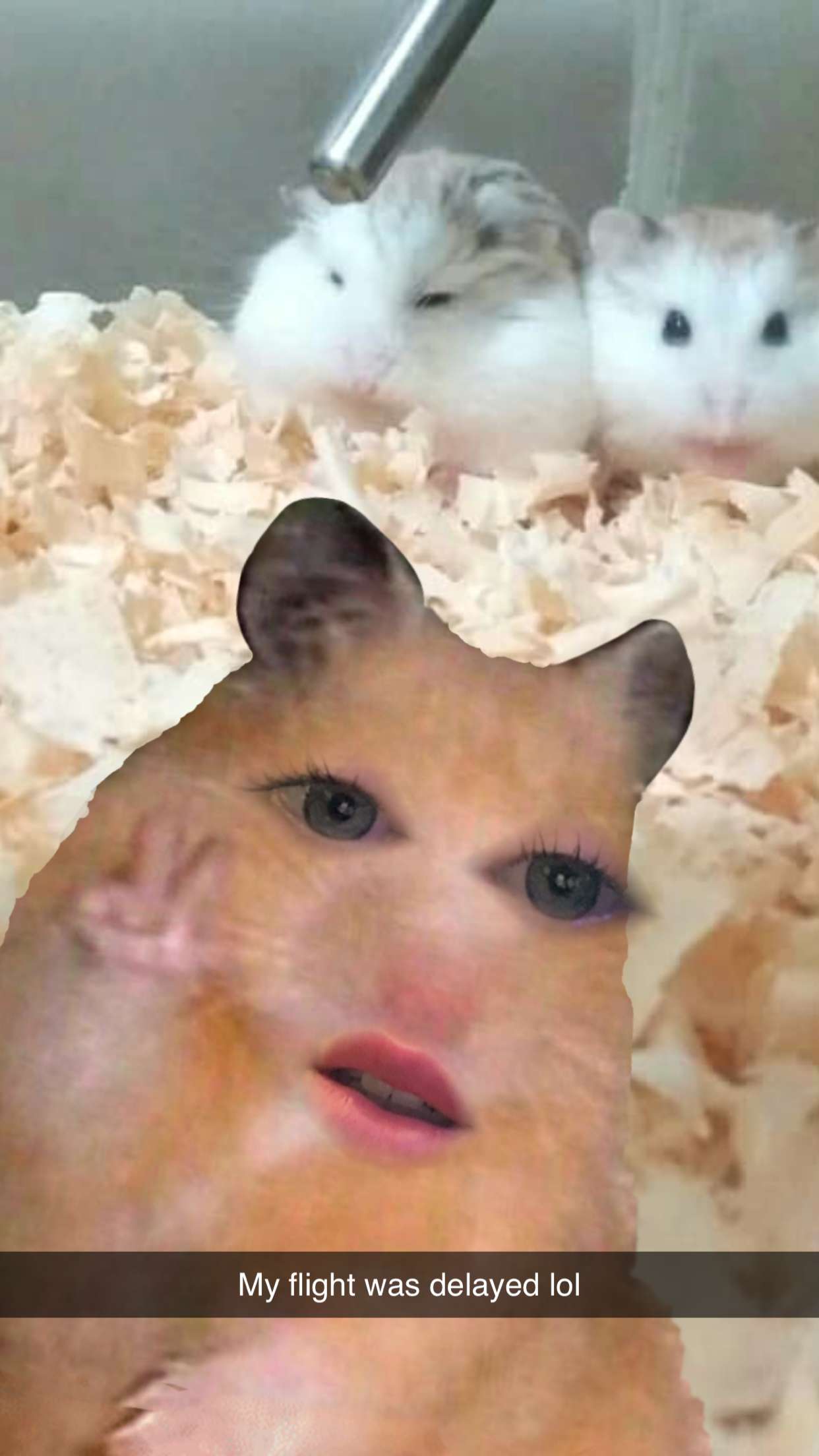 mbuccola97 snapchat image archive image