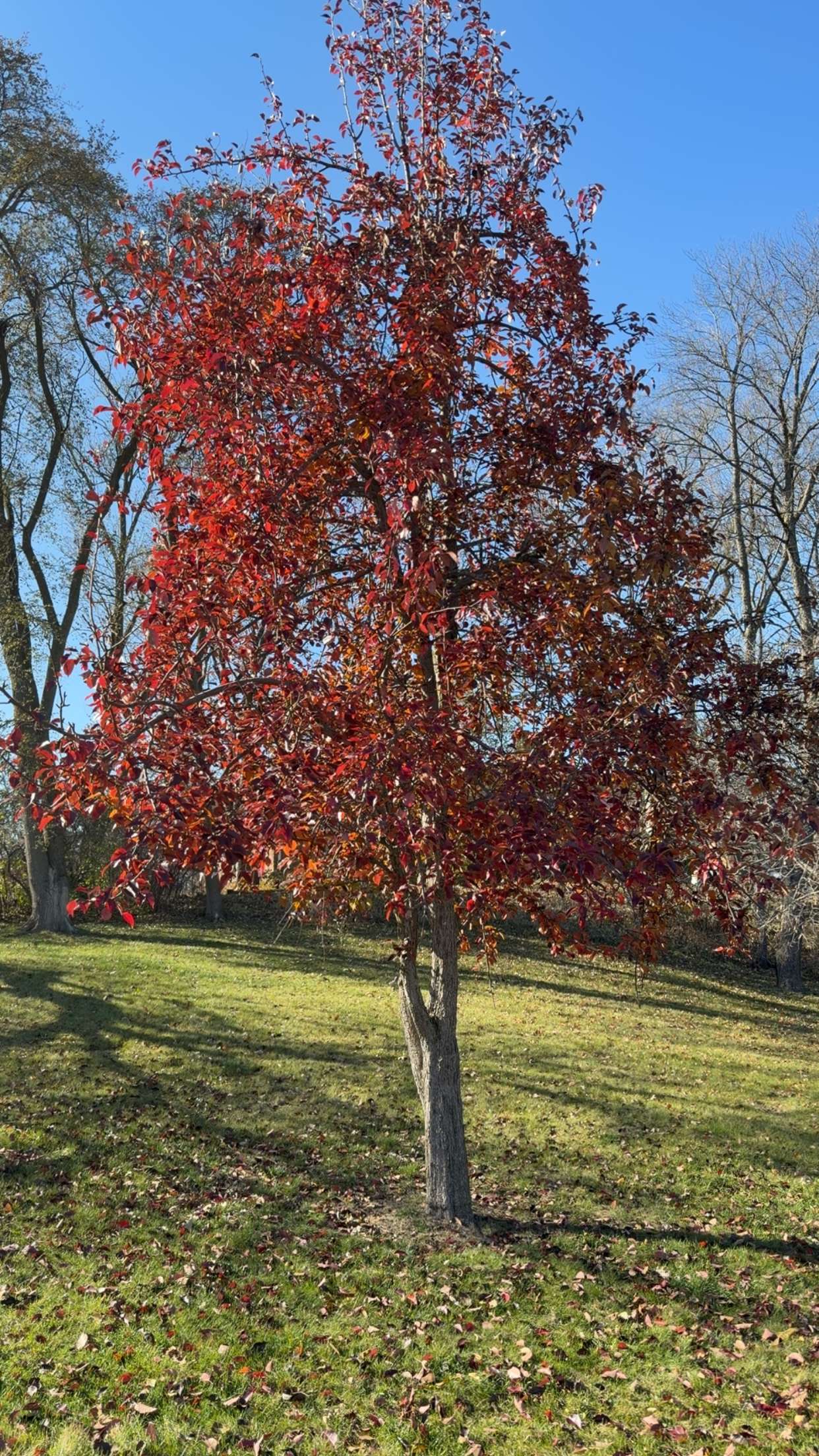 mbuccola97 snapchat image archive image