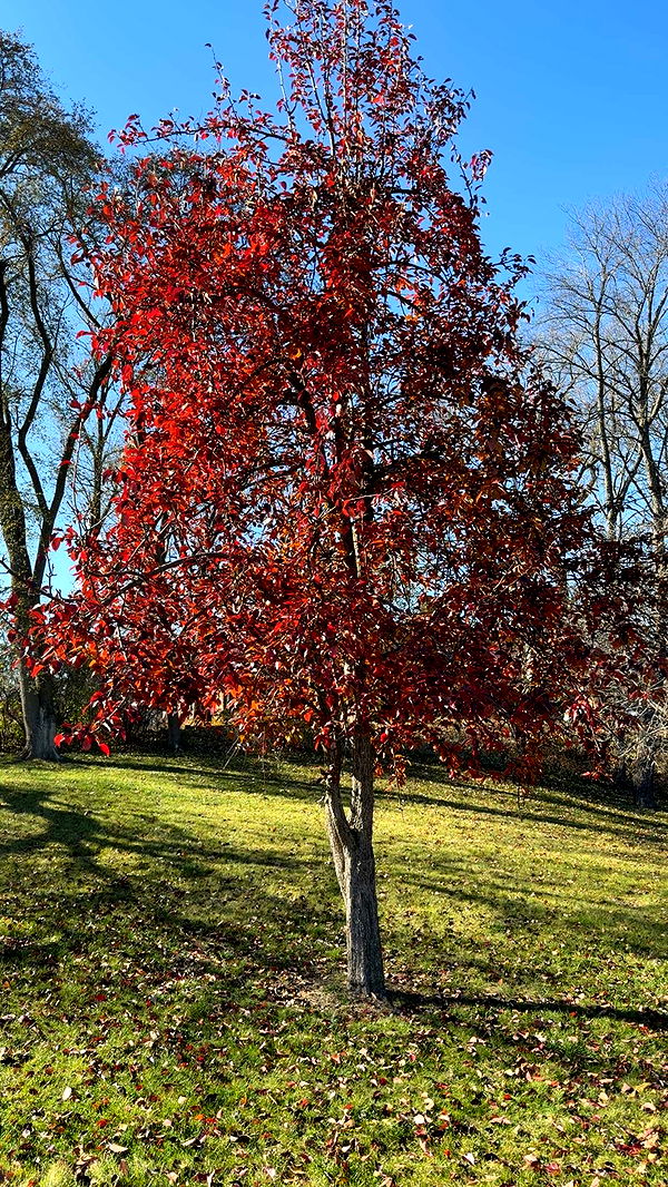 mbuccola97 image ~ Altpins