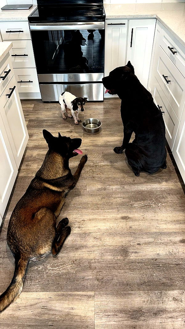 mckinley_1 image ~ Altpins