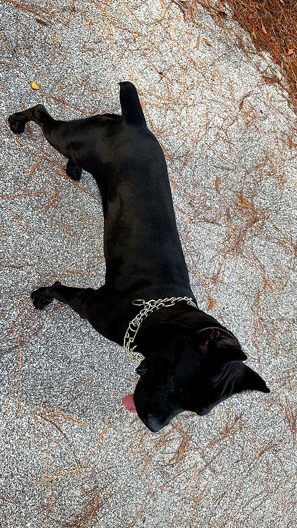 mckinley_1 image ~ Altpins