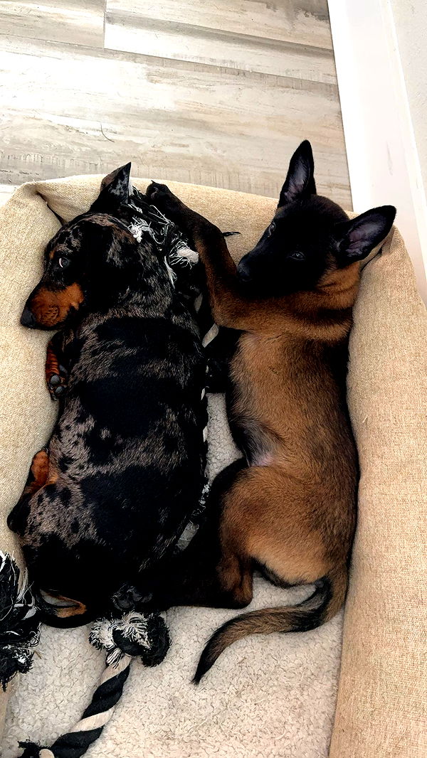 mckinley_1 image ~ Altpins