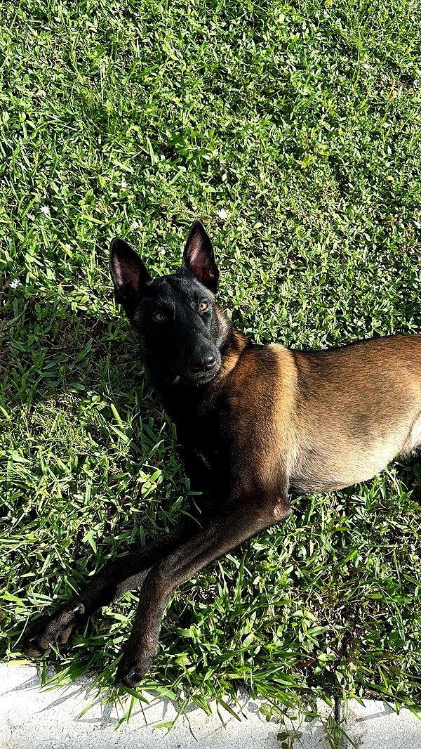 mckinley_1 image ~ Altpins