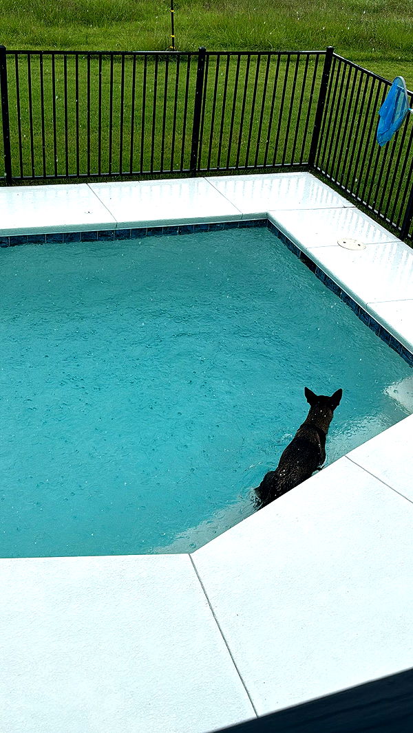 mckinley_1 image ~ Altpins