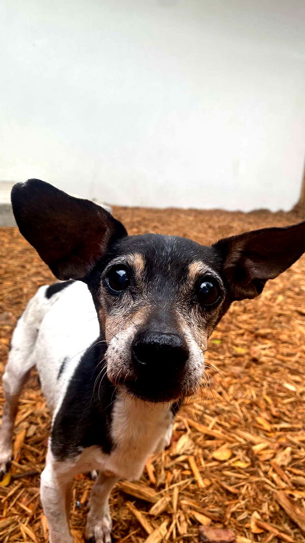 mckinley_1 image ~ Altpins