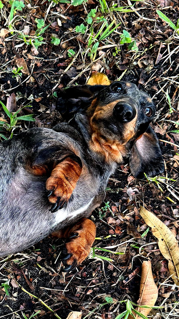 mckinley_1 image ~ Altpins