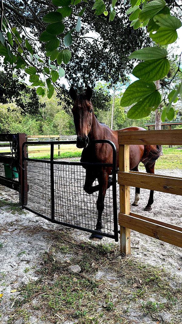 mckinley_1 image ~ Altpins