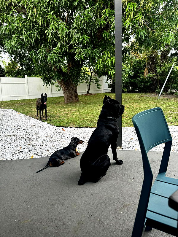 mckinley_1 image ~ Altpins