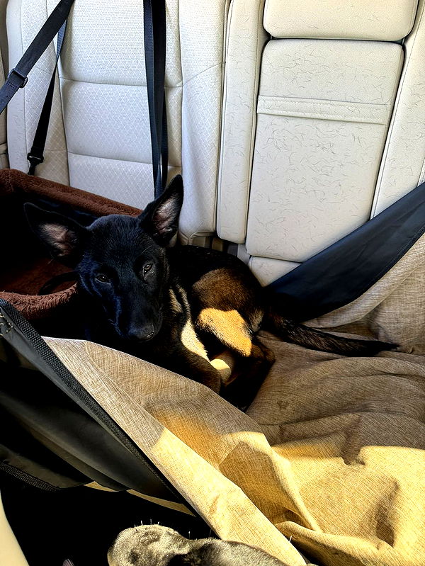 mckinley_1 image ~ Altpins