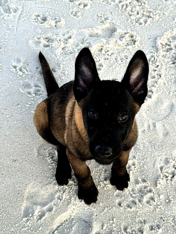 mckinley_1 image ~ Altpins