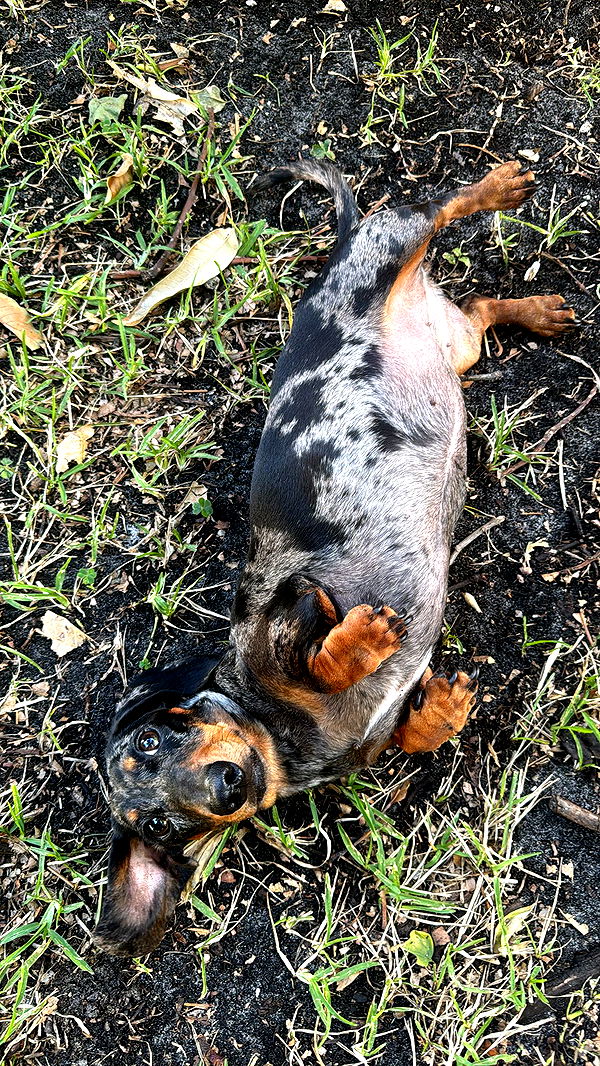 mckinley_1 image ~ Altpins