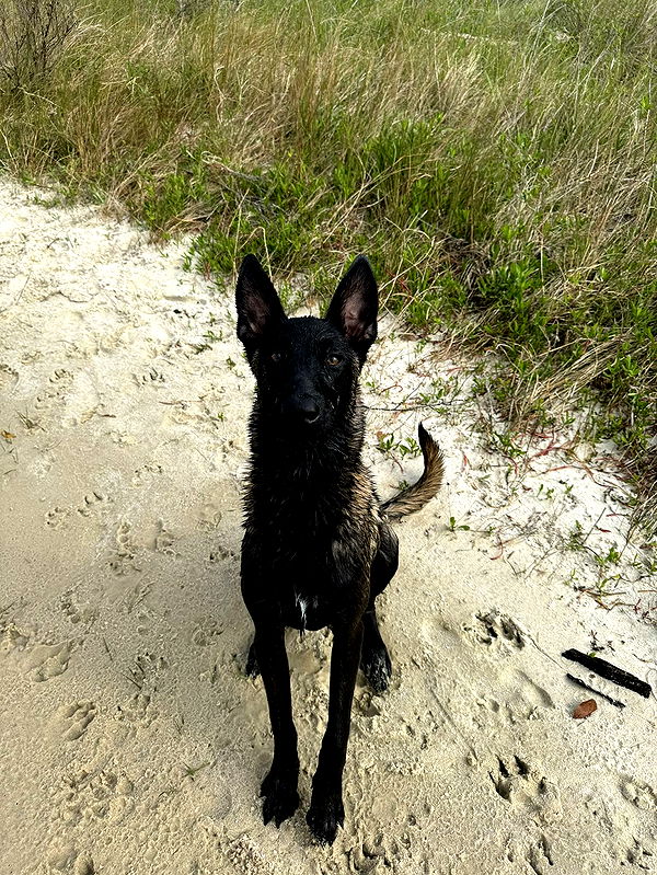 mckinley_1 image ~ Altpins