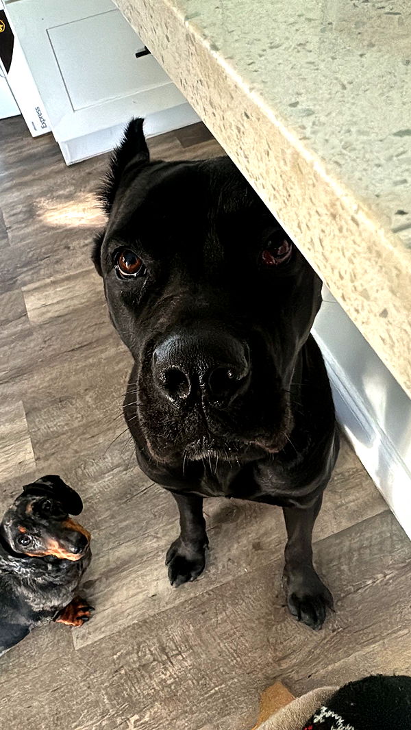 mckinley_1 image ~ Altpins