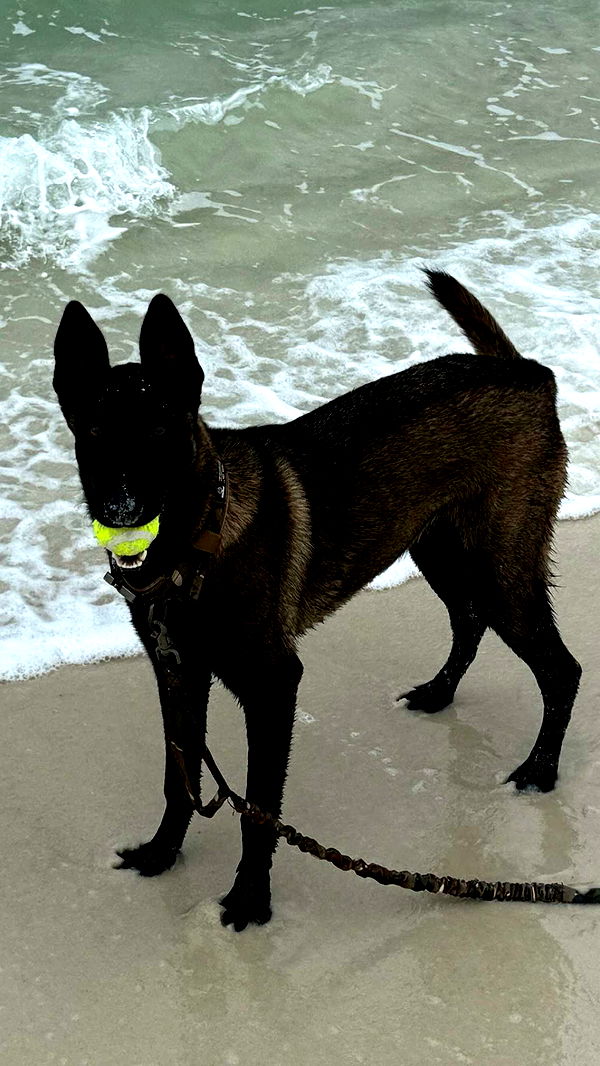 mckinley_1 image ~ Altpins