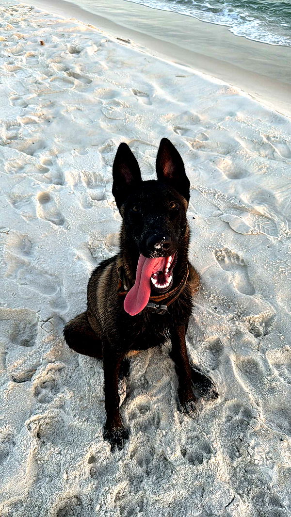 mckinley_1 image ~ Altpins