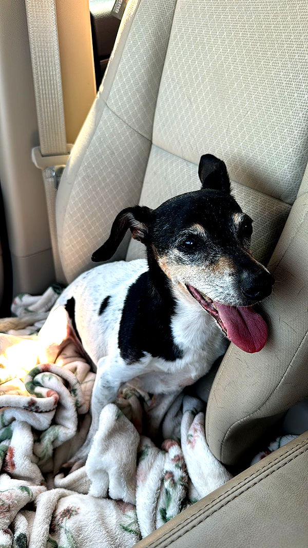 mckinley_1 image ~ Altpins