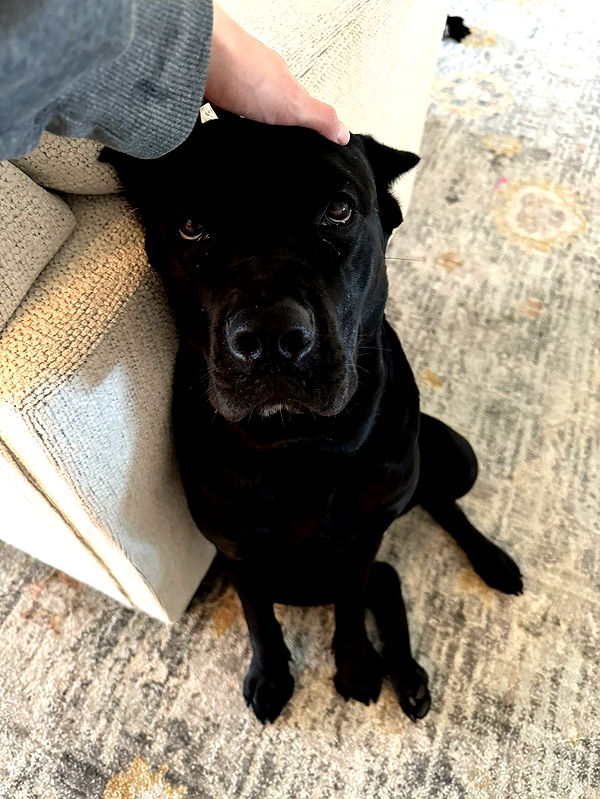 mckinley_1 image ~ Altpins