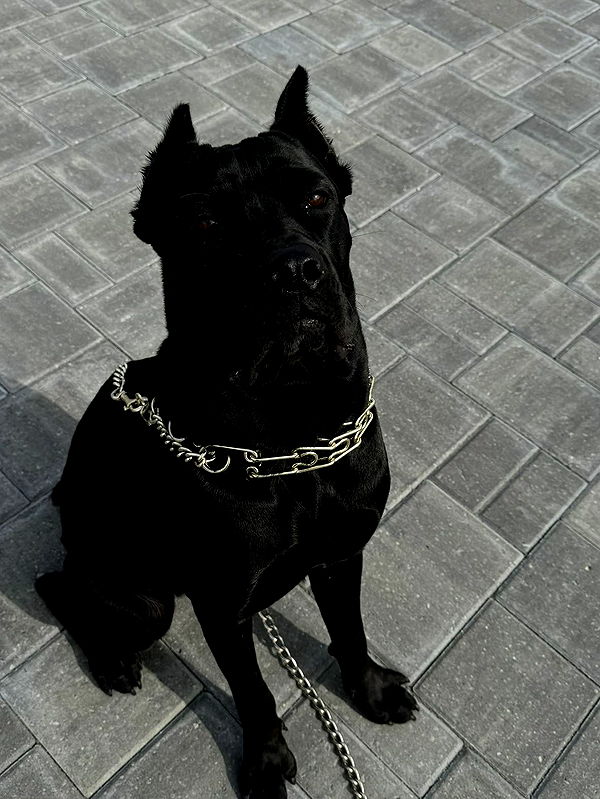 mckinley_1 image ~ Altpins