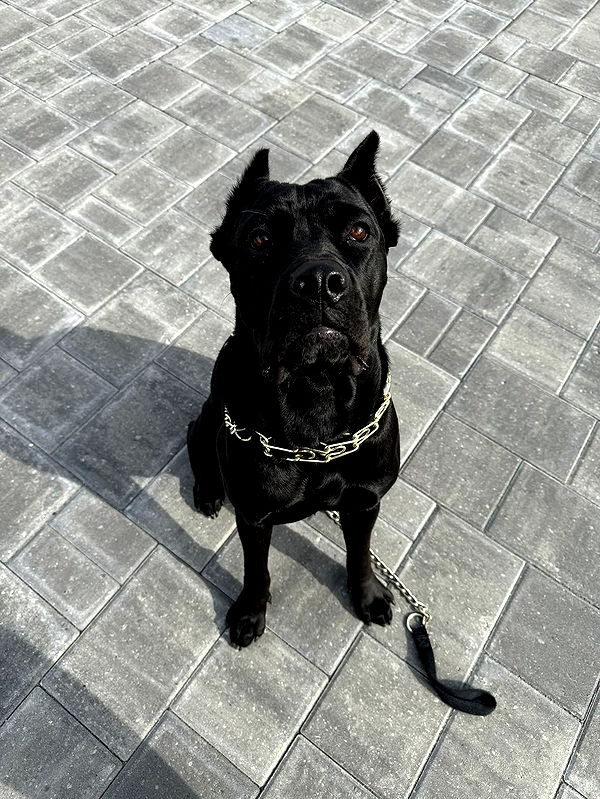 mckinley_1 image ~ Altpins