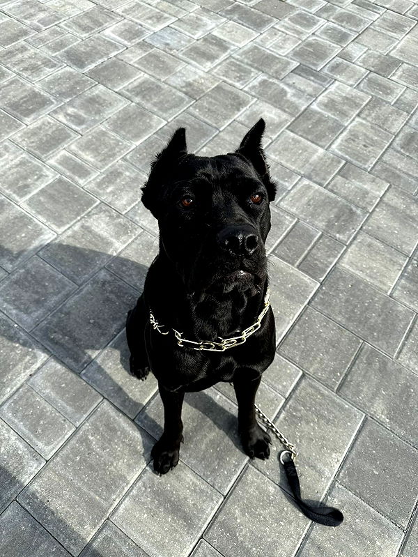 mckinley_1 image ~ Altpins