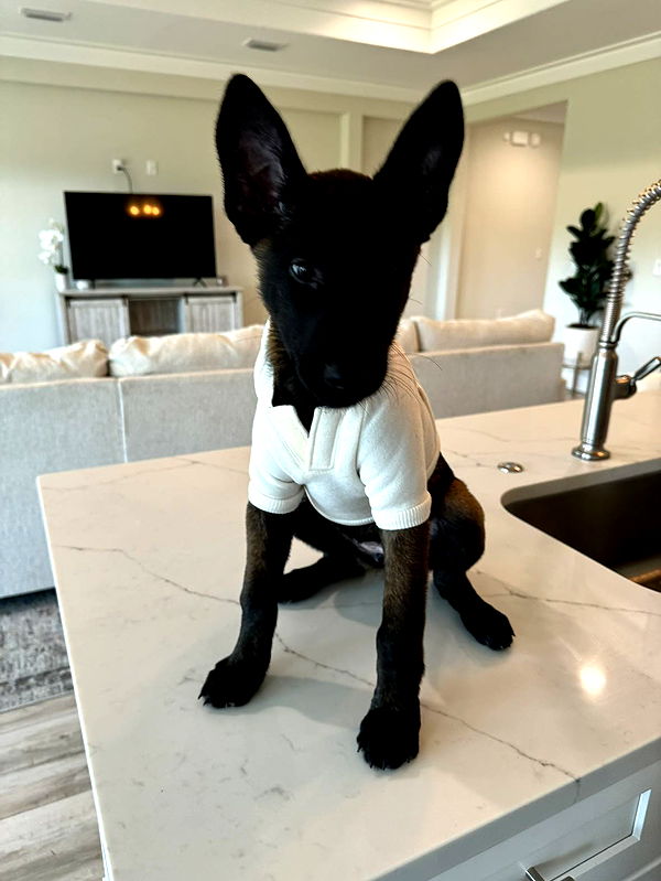 mckinley_1 image ~ Altpins