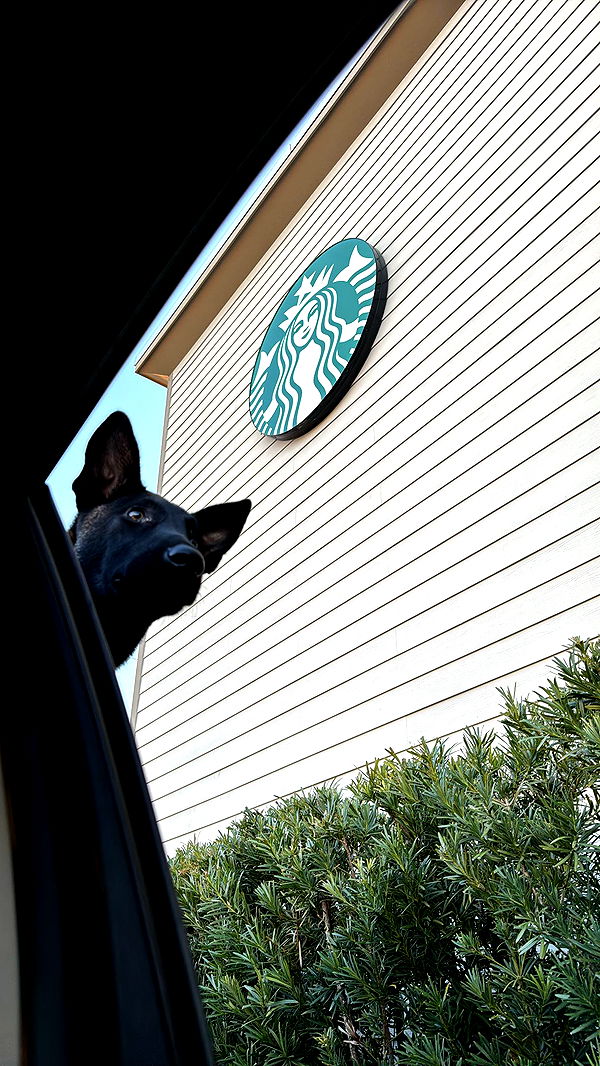 mckinley_1 image ~ Altpins