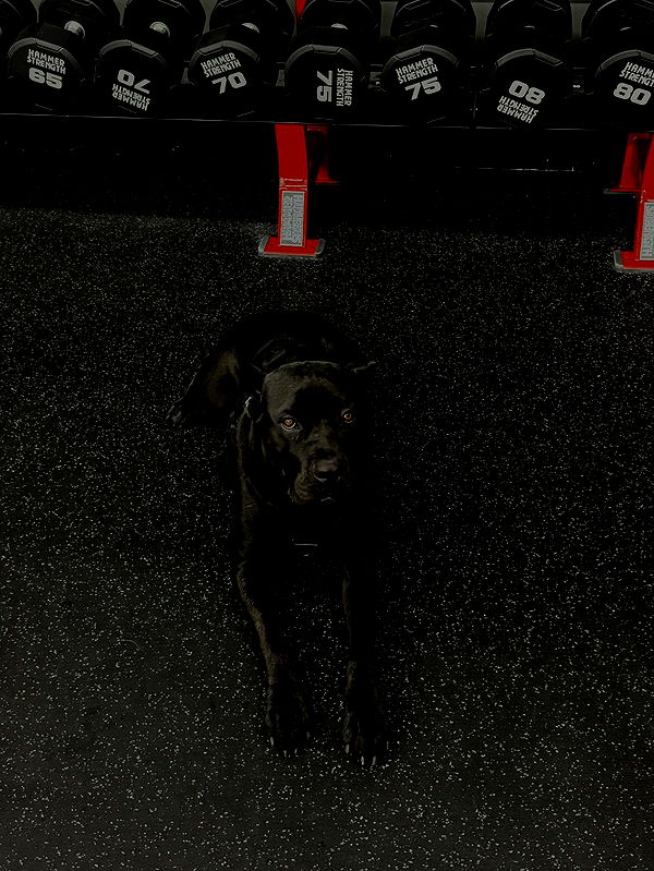 mckinley_1 image ~ Altpins