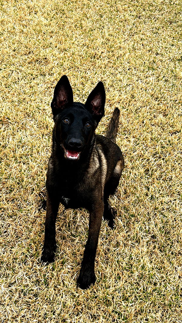 mckinley_1 image ~ Altpins