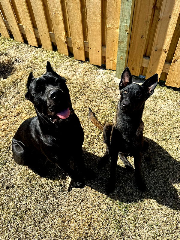 mckinley_1 image ~ Altpins