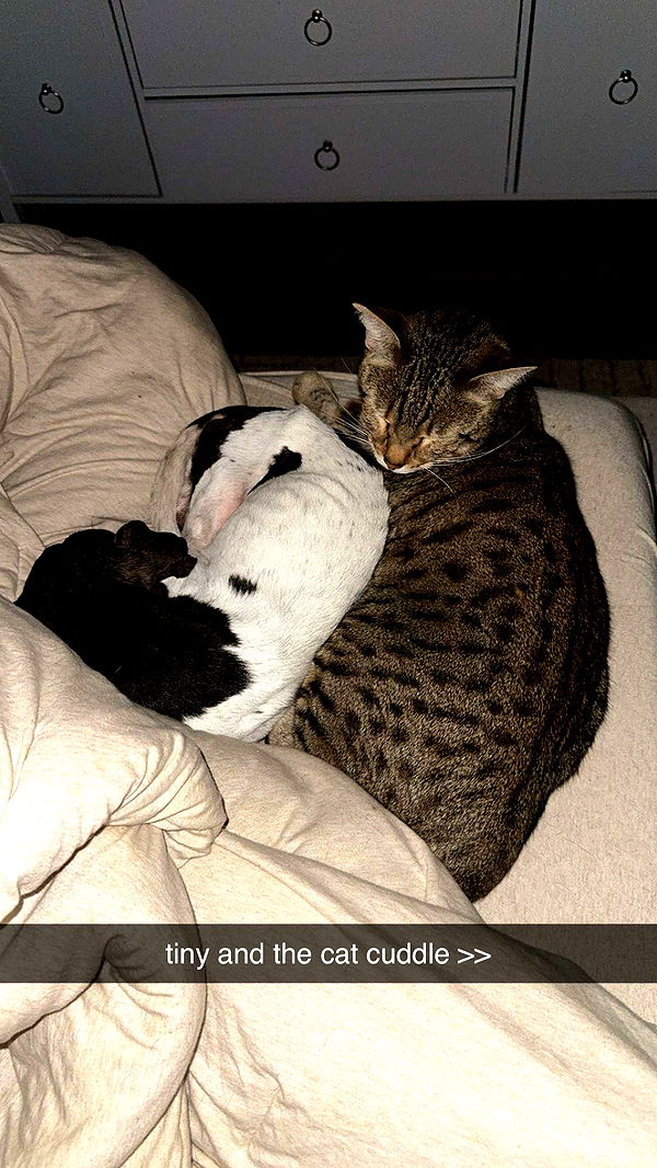 mckinley_1 image ~ Altpins