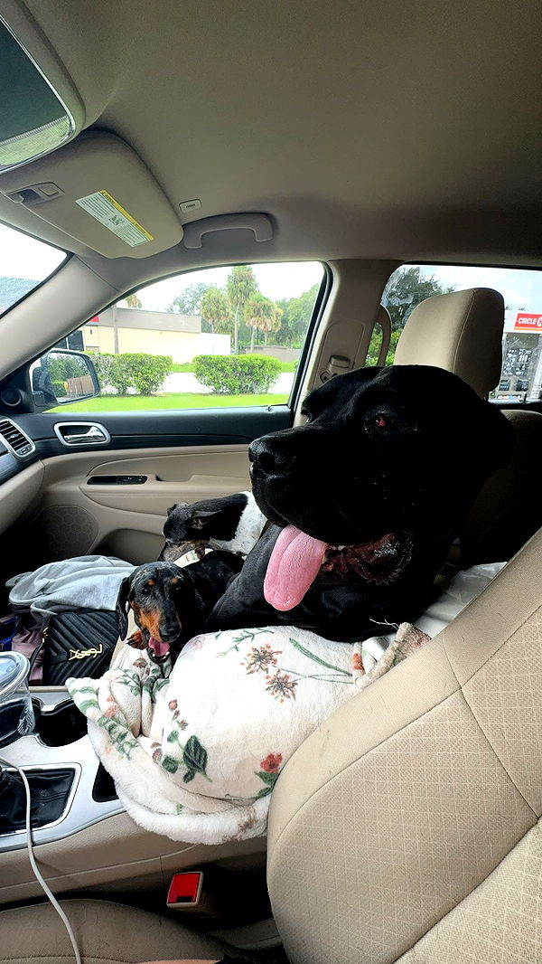 mckinley_1 image ~ Altpins