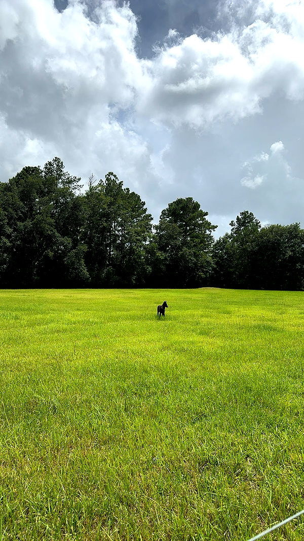 mckinley_1 image ~ Altpins